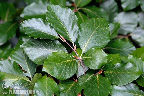 European Beech (Fagus sylvatica)