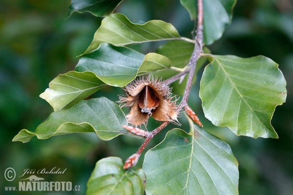 European Beech (Fagus sylvatica)