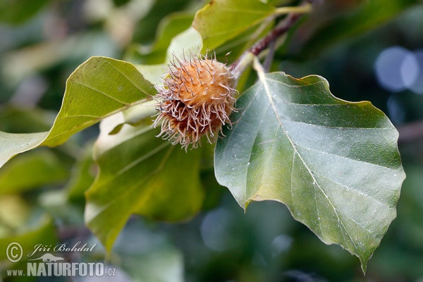 European Beech (Fagus sylvatica)