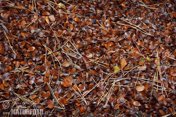 European Beech (Fagus sylvatica)