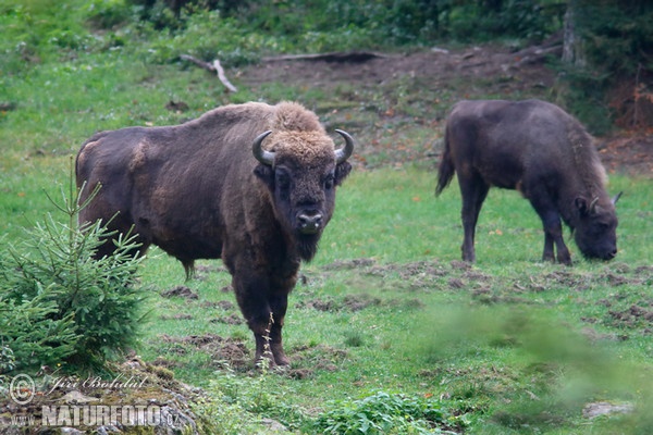 European Bison, Wisent (Bison bonasus)