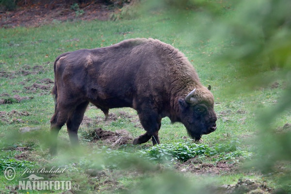 European Bison, Wisent (Bison bonasus)