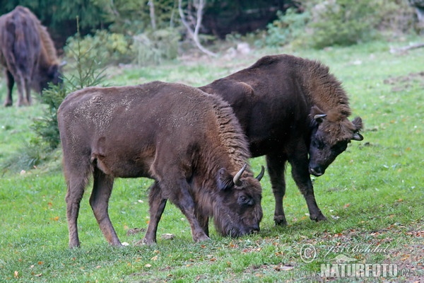 European Bison, Wisent (Bison bonasus)