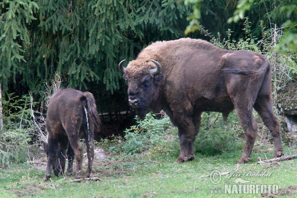 European Bison, Wisent (Bison bonasus)