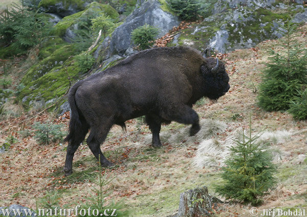 European Bison, Wisent (Bison bonasus)