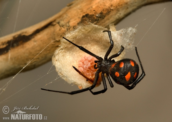European Black Widow (Latrodectus tredecimguttatus)