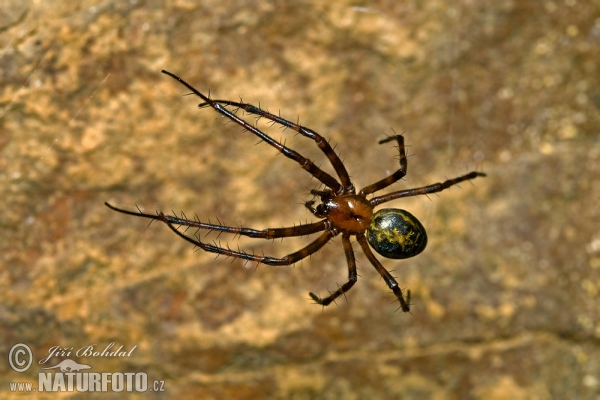 European Cave Spider (Meta menardi)