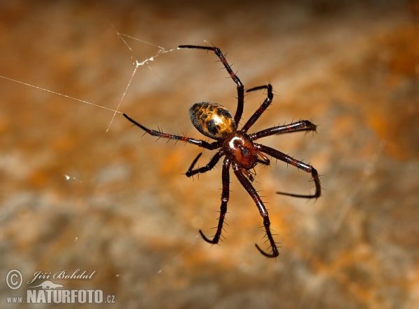 European Cave Spider (Meta menardi)