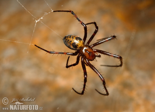 European Cave Spider (Meta menardi)