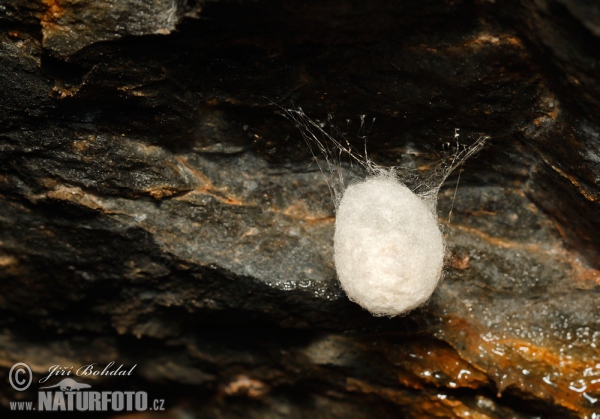 European Cave Spider (Meta menardi)