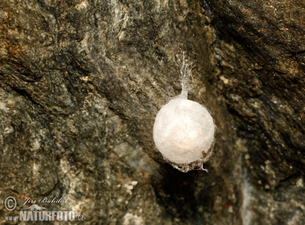 European Cave Spider (Meta menardi)