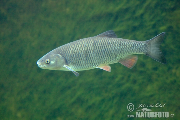 European Chub (Leuciscus cephalus)