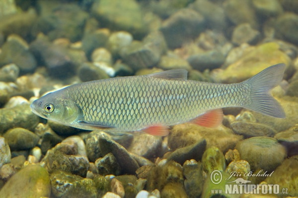 European Chub (Leuciscus cephalus)