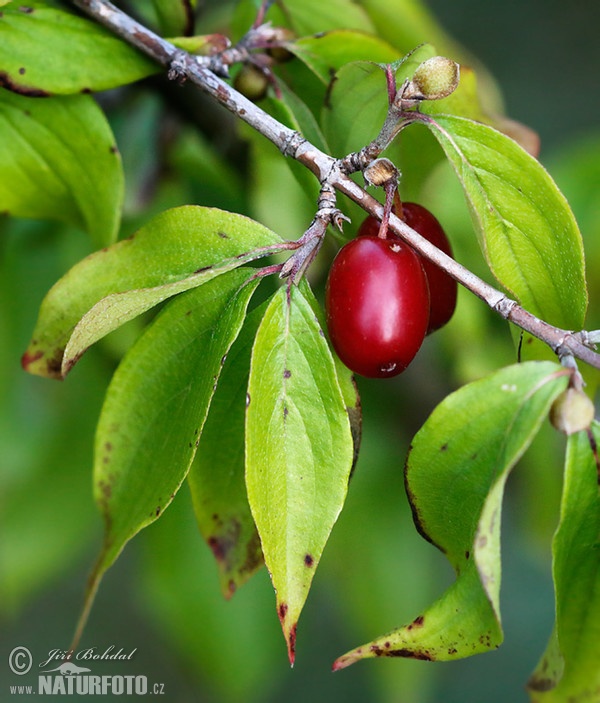 European Cornel (Cornus mas)