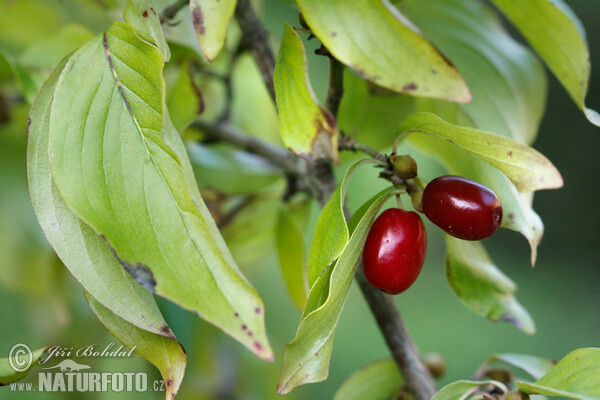 European Cornel (Cornus mas)