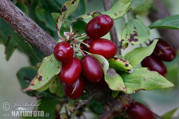 European Cornel (Cornus mas)