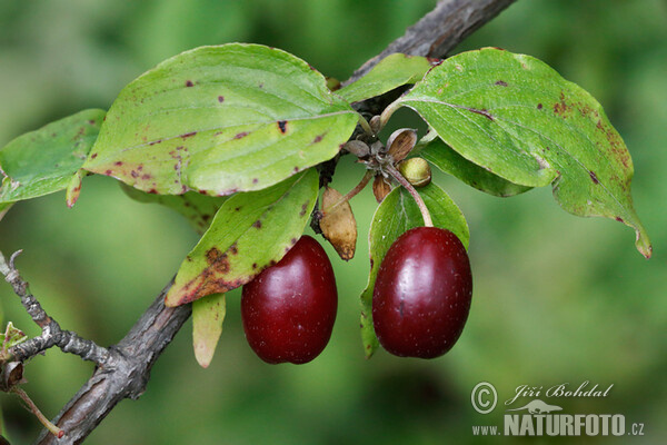 European Cornel (Cornus mas)