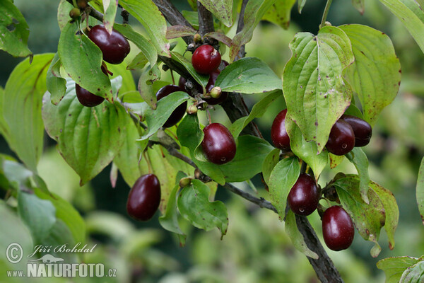 European Cornel (Cornus mas)