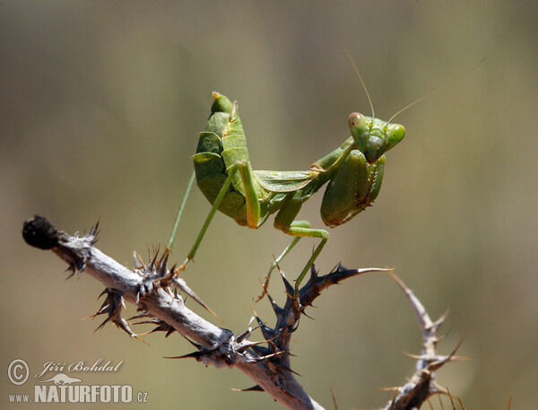 European Dwarf Mantis (Ameles spallanzania)