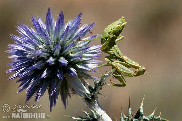 European Dwarf Mantis (Ameles spallanzania)