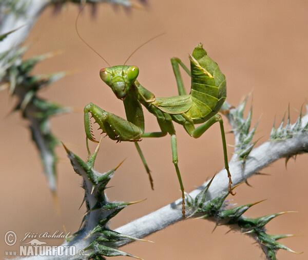 European Dwarf Mantis (Ameles spallanzania)