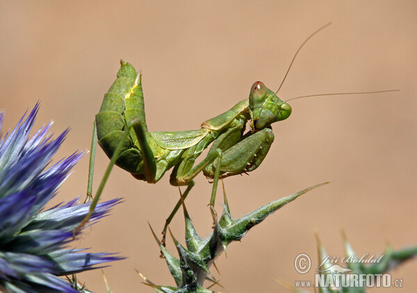 European Dwarf Mantis (Ameles spallanzania)