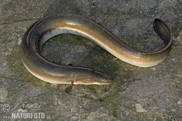 European Eel (Anguilla anguilla)