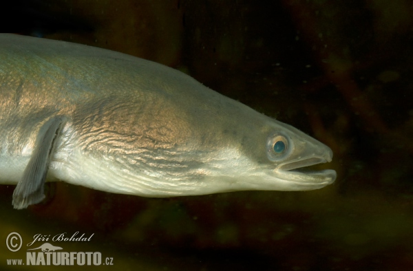 European Eel (Anguilla anguilla)