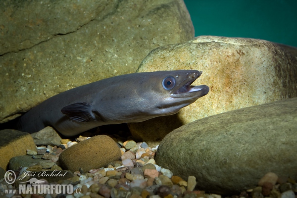 European Eel (Anguilla anguilla)