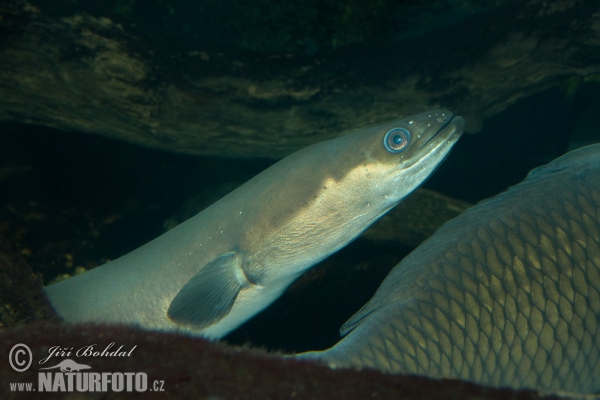 European Eel (Anguilla anguilla)