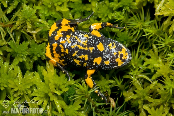 European Fire-bellied Toad (Bombina bombina)