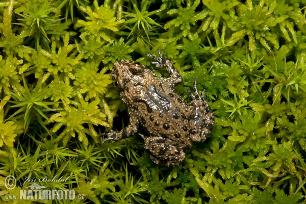 European Fire-bellied Toad (Bombina bombina)