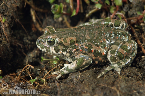 European Green Toad (Bufotes viridis)