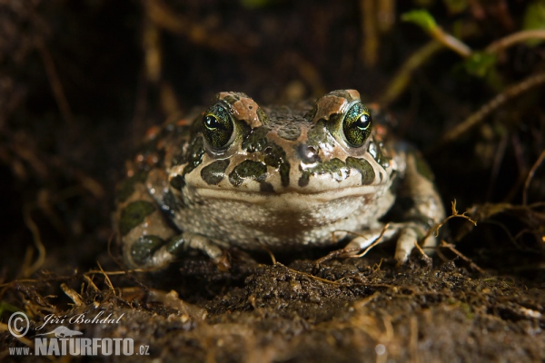 European Green Toad (Bufotes viridis)