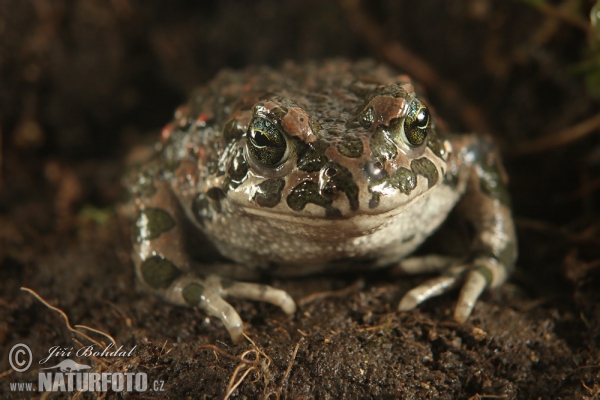 European Green Toad (Bufotes viridis)