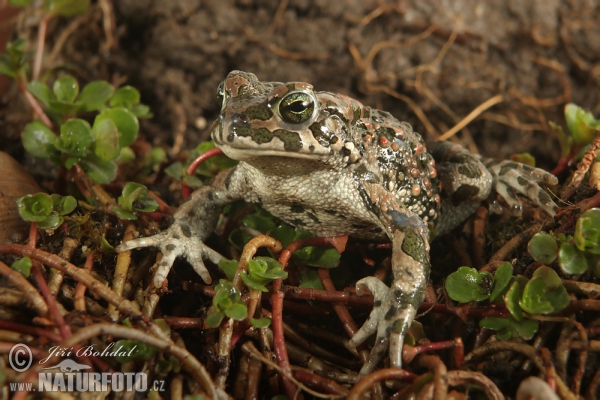 European Green Toad (Bufotes viridis)