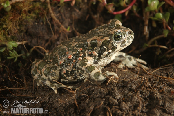 European Green Toad (Bufotes viridis)