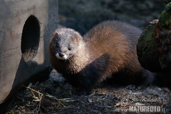 European Mink (Mustela lutreola)