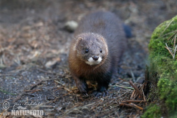 European Mink (Mustela lutreola)