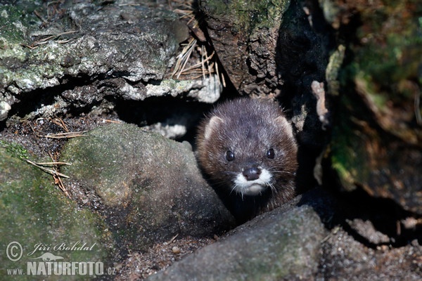 European Mink (Mustela lutreola)