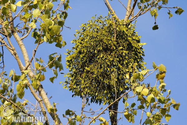 European mistletoe, common mistletoe (Viscum album)