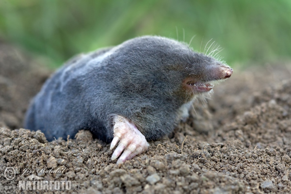 European Mole (Talpa europaea)