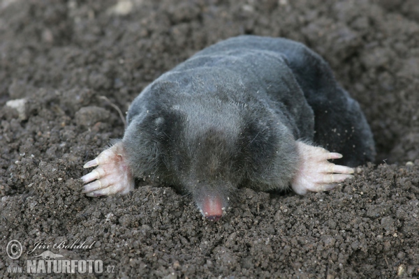 European Mole (Talpa europaea)