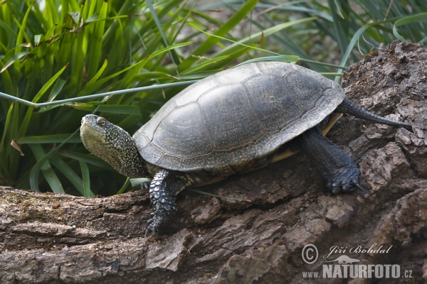 European pond Turtle (Emys orbicularis)