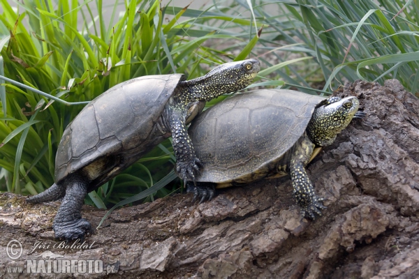 European pond Turtle (Emys orbicularis)