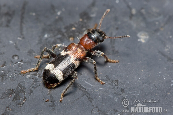 European Red-bellied Clerid (Thanasimus formicarius)