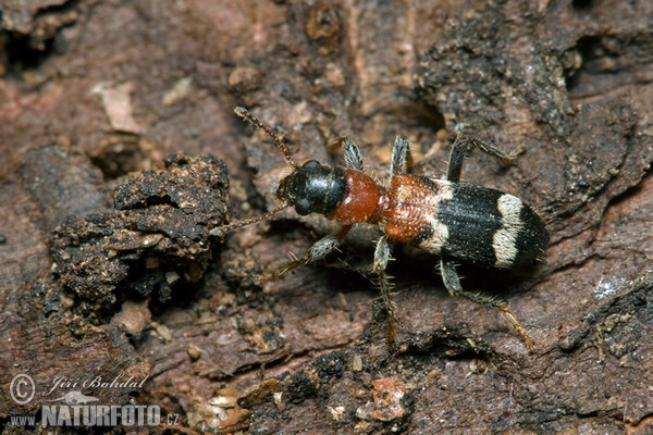 European Red-bellied Clerid (Thanasimus formicarius)