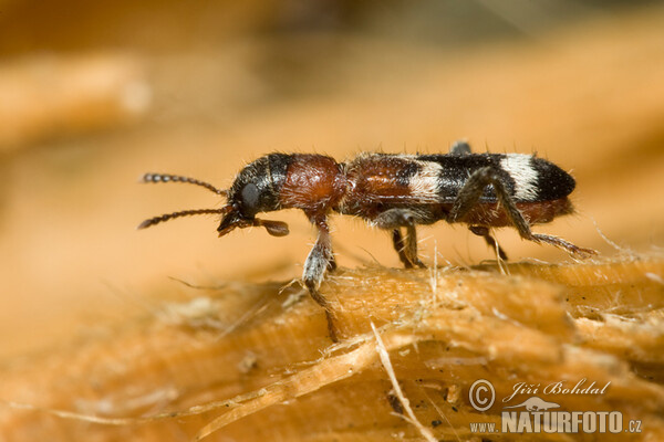 European Red-bellied Clerid (Thanasimus formicarius)