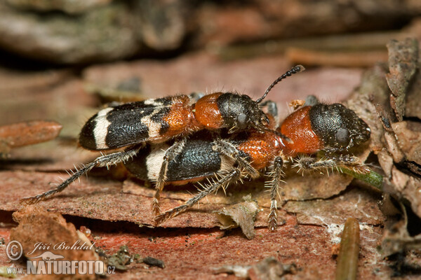 European Red-bellied Clerid (Thanasimus formicarius)