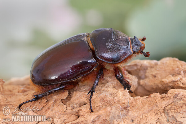 European Rhinoceros Beetle (Oryctes nasicornis)